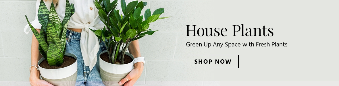 house-plants-indoor-plant-gifts-zone-10.jpg